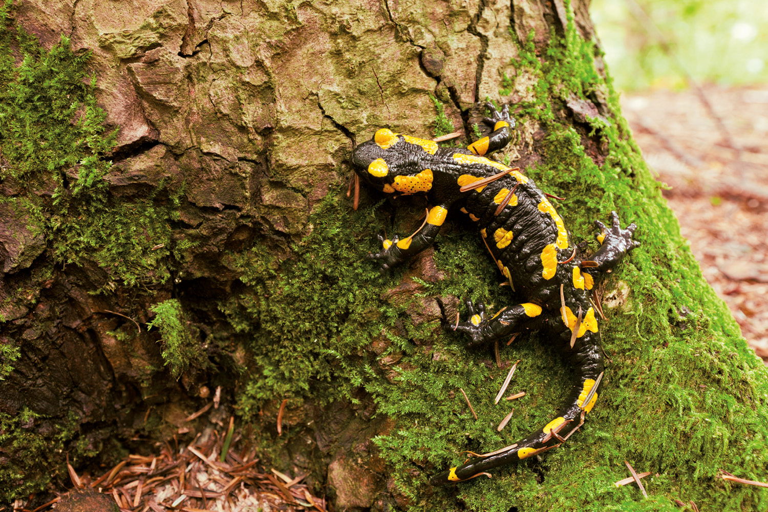 Salamander in der Natur